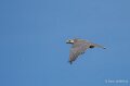 faucon-A7V_00365