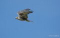 faucon-A7V_00379