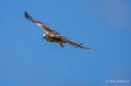 milan-A7V_00505