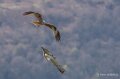 milan-buse-A7V_00456