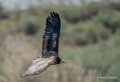 percnoptere-A7V_00444