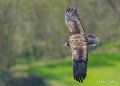 percnoptere-A7V_00446