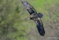 percnoptere-A7V_00447