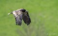 percnoptere-A7V_00448