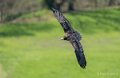 percnoptere-A7V_00449