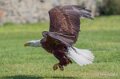 pygargue-A7V_00329