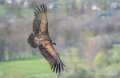 vautour-A7V_00553