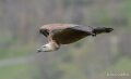 vautour-A7V_00563