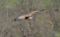 vautour-A7V_00567