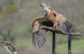 vautour-A7V_00570