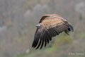 vautour-A7V_00571