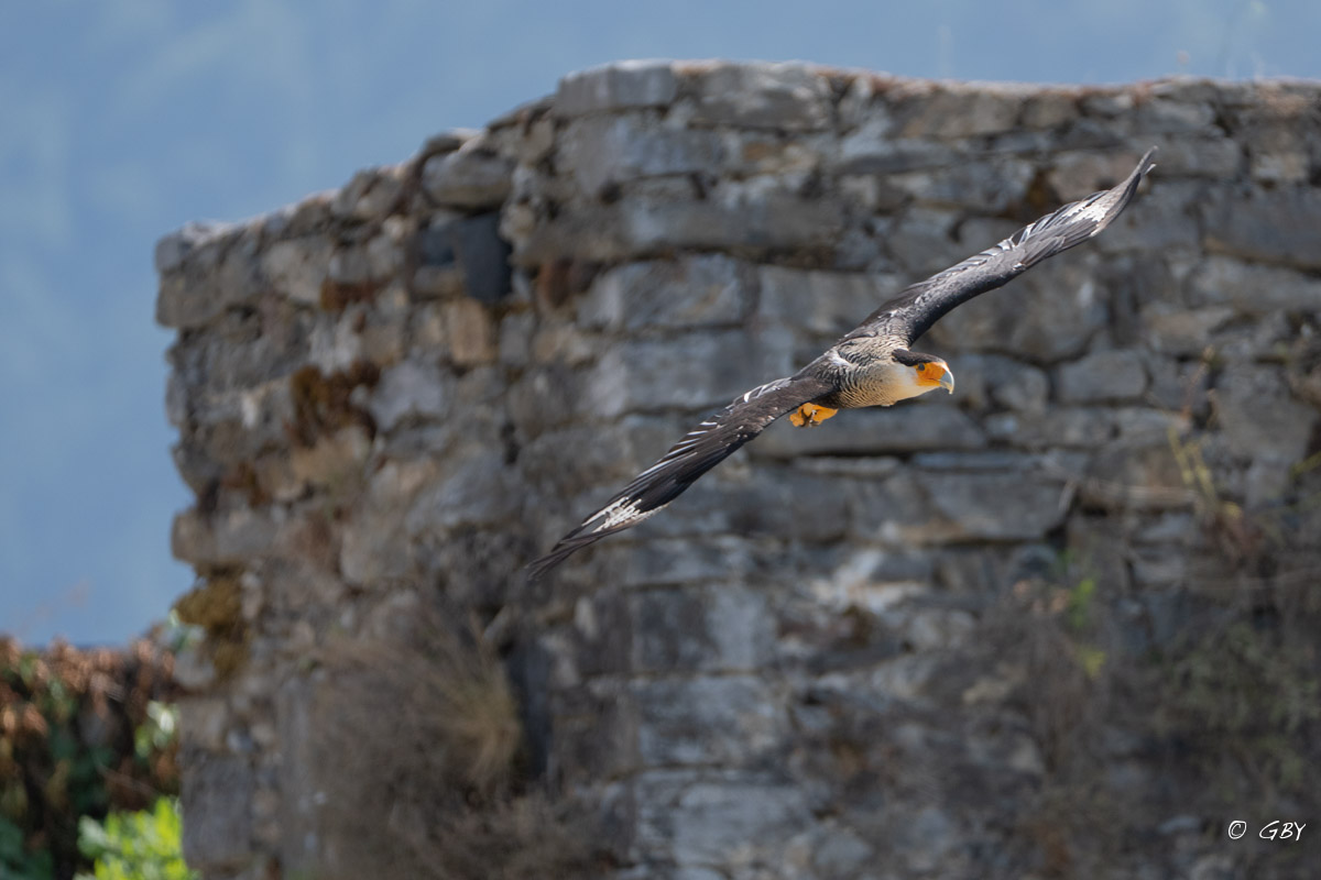 caracara-A7V_02068.jpg