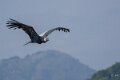 condor-A7V_02137