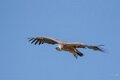 vautour-fauve-A7V_02119