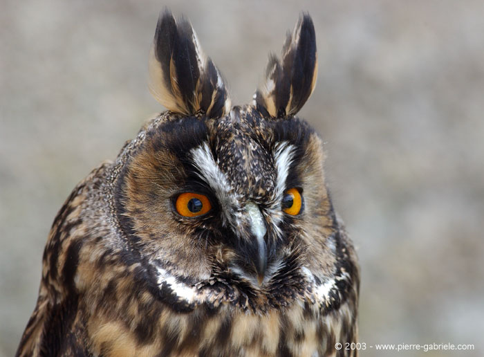 hibou_4929.jpg