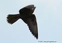 faucon_5395