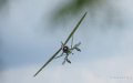 lysander-a74_03535
