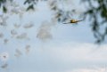 tora-tora-a74_03712