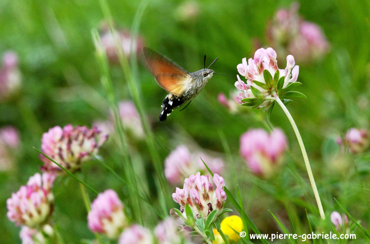papillon-colibri_4853.jpg