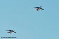 paf-alphajet_8658