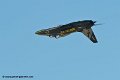 breitling-l39_8959