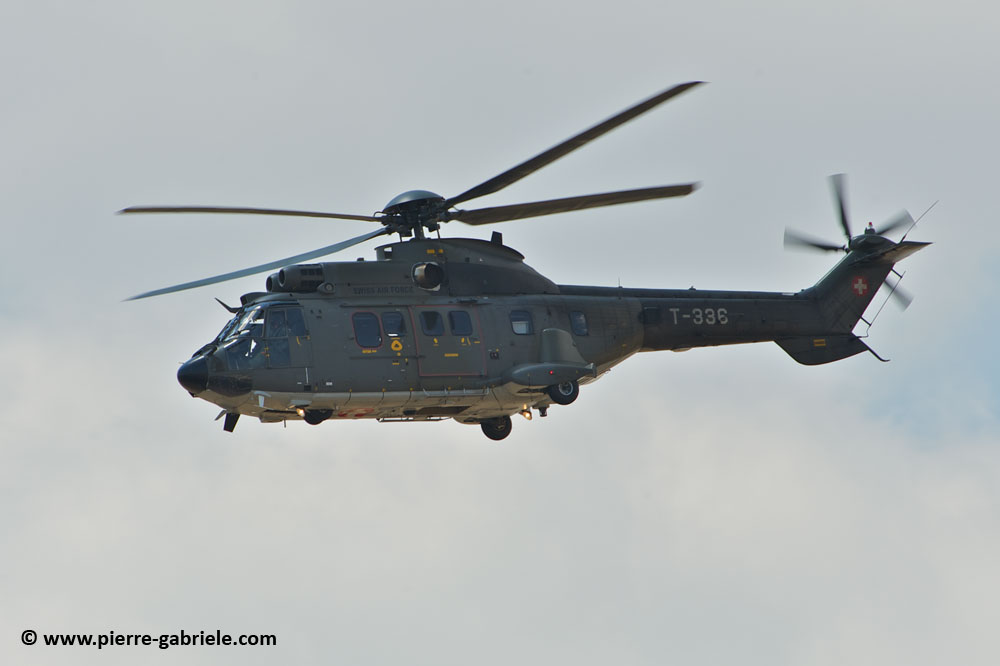 cougar-as32_8702.jpg