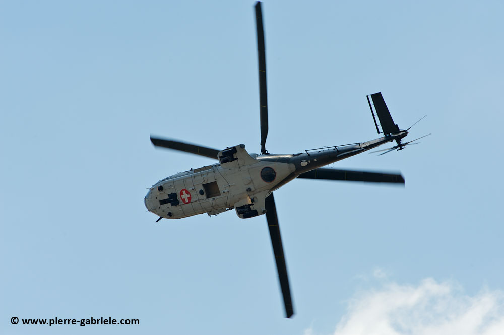 cougar-as32_8703.jpg