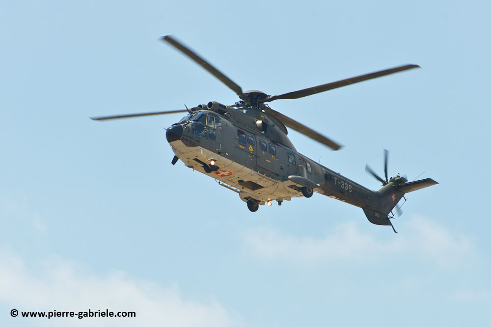cougar-as32_8706.jpg