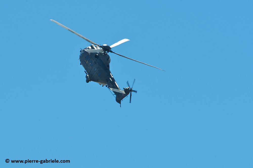 cougar-as32_9433.jpg