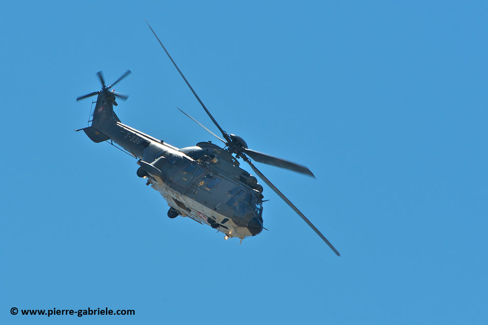 cougar-as32_9434.jpg