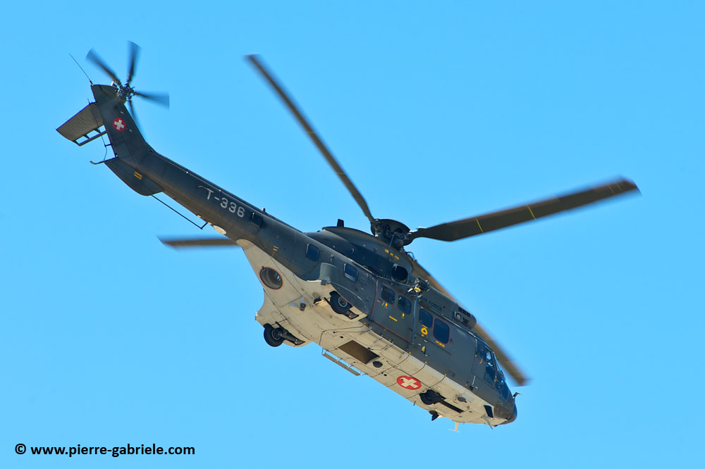cougar-as32_9435.jpg