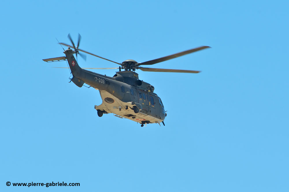 cougar-as32_9442.jpg