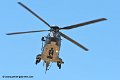 cougar-as32_9448