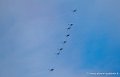 paf_2234
