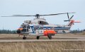puma_2806