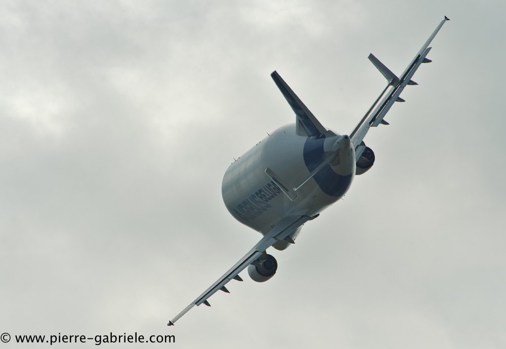 beluga_3171.jpg