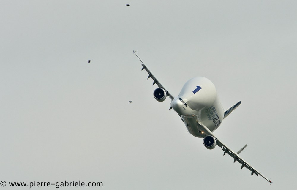 beluga_3175.jpg