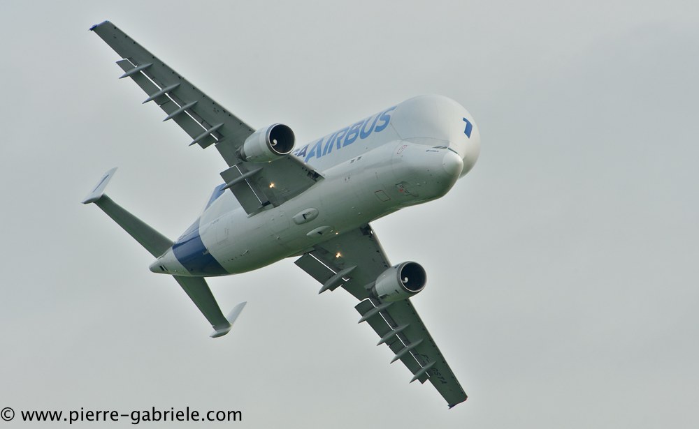 beluga_3177.jpg