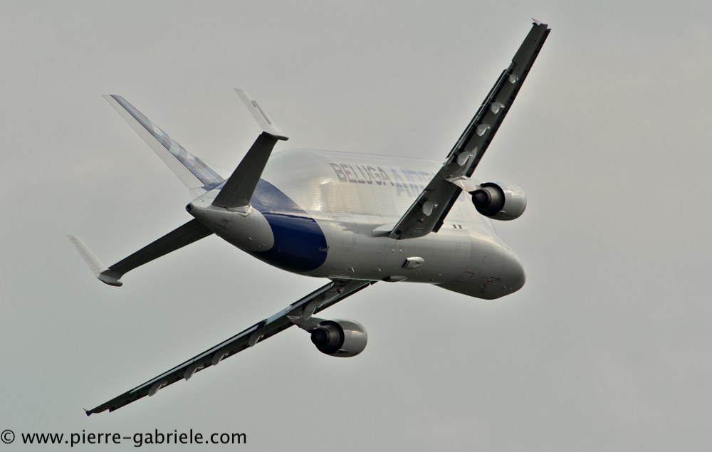 beluga_3181.jpg
