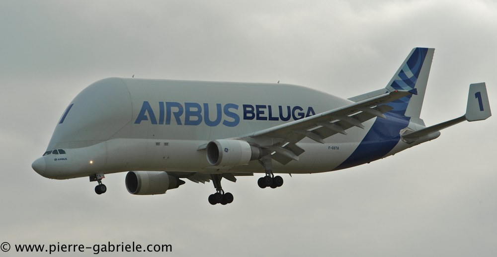 beluga_3187.jpg