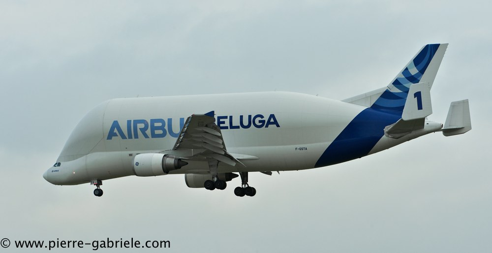 beluga_3191.jpg