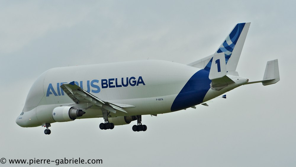 beluga_3192.jpg