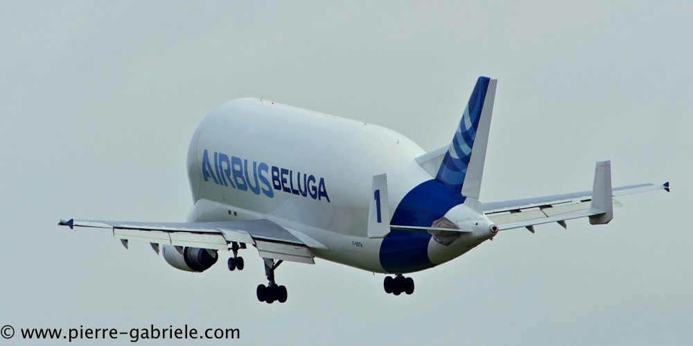 beluga_3194.jpg