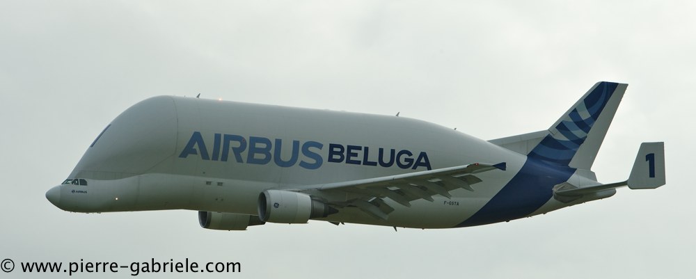 beluga_3200.jpg
