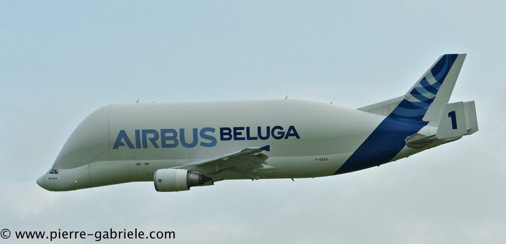 beluga_3201.jpg