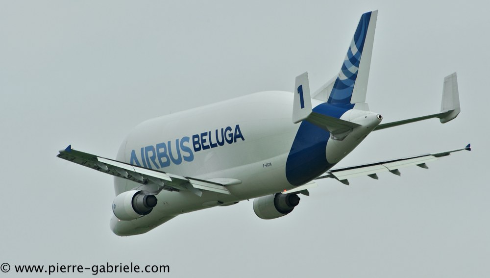 beluga_3204.jpg