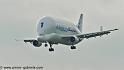 beluga_3184