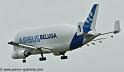 beluga_3193
