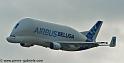 beluga_3198