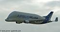 beluga_3199